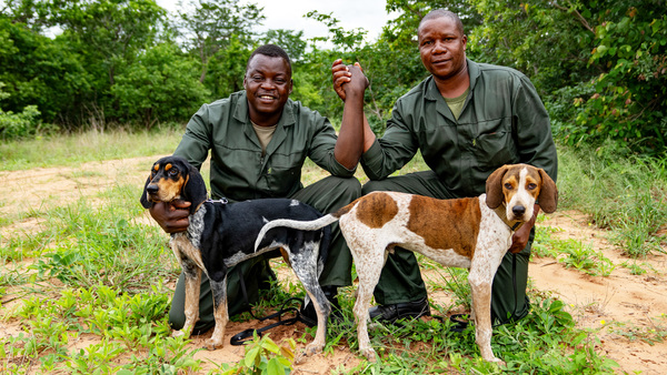 Dogs with jobs: The incredible ways dogs help people and wildlife