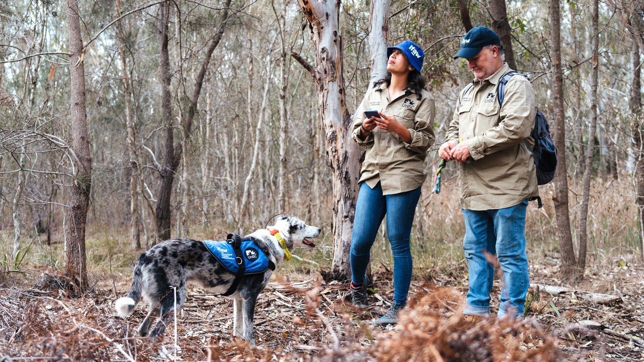 UniSC Detection Dogs for Conservation handlers Riana Gardiner and Russell Miller with IFAW x UniSC koala detection dog Bear.