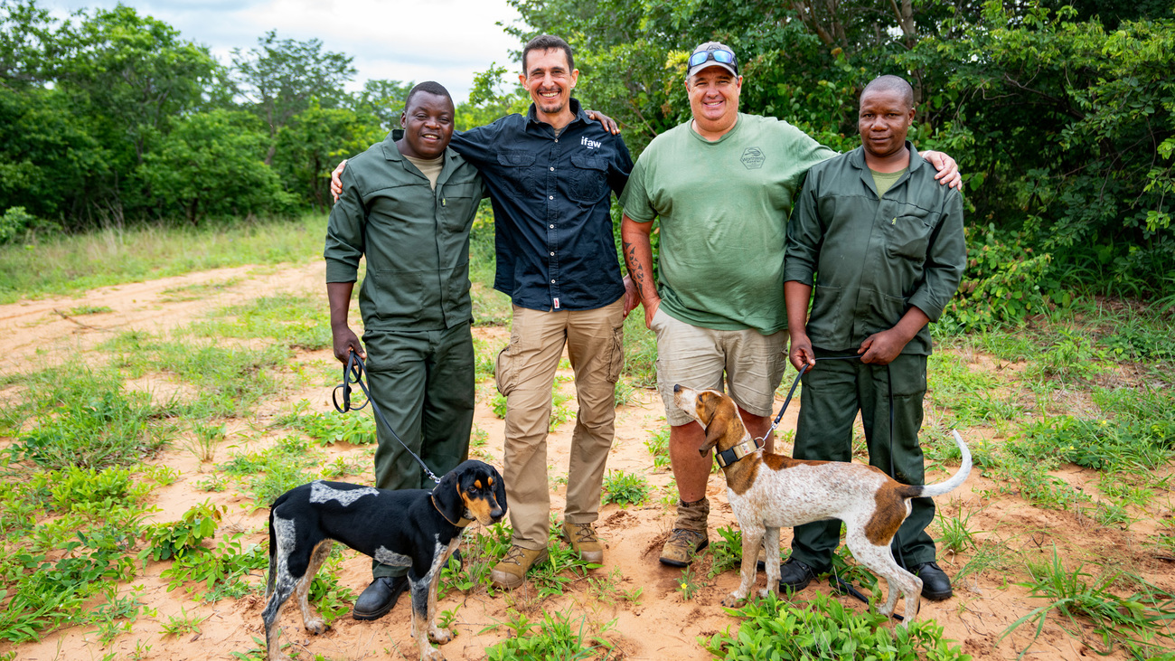 Themba (right) and Wana (left), the newest recruits to ZimPark’s K9 unit, with trainers and IFAW’s Frédéric Chappée.