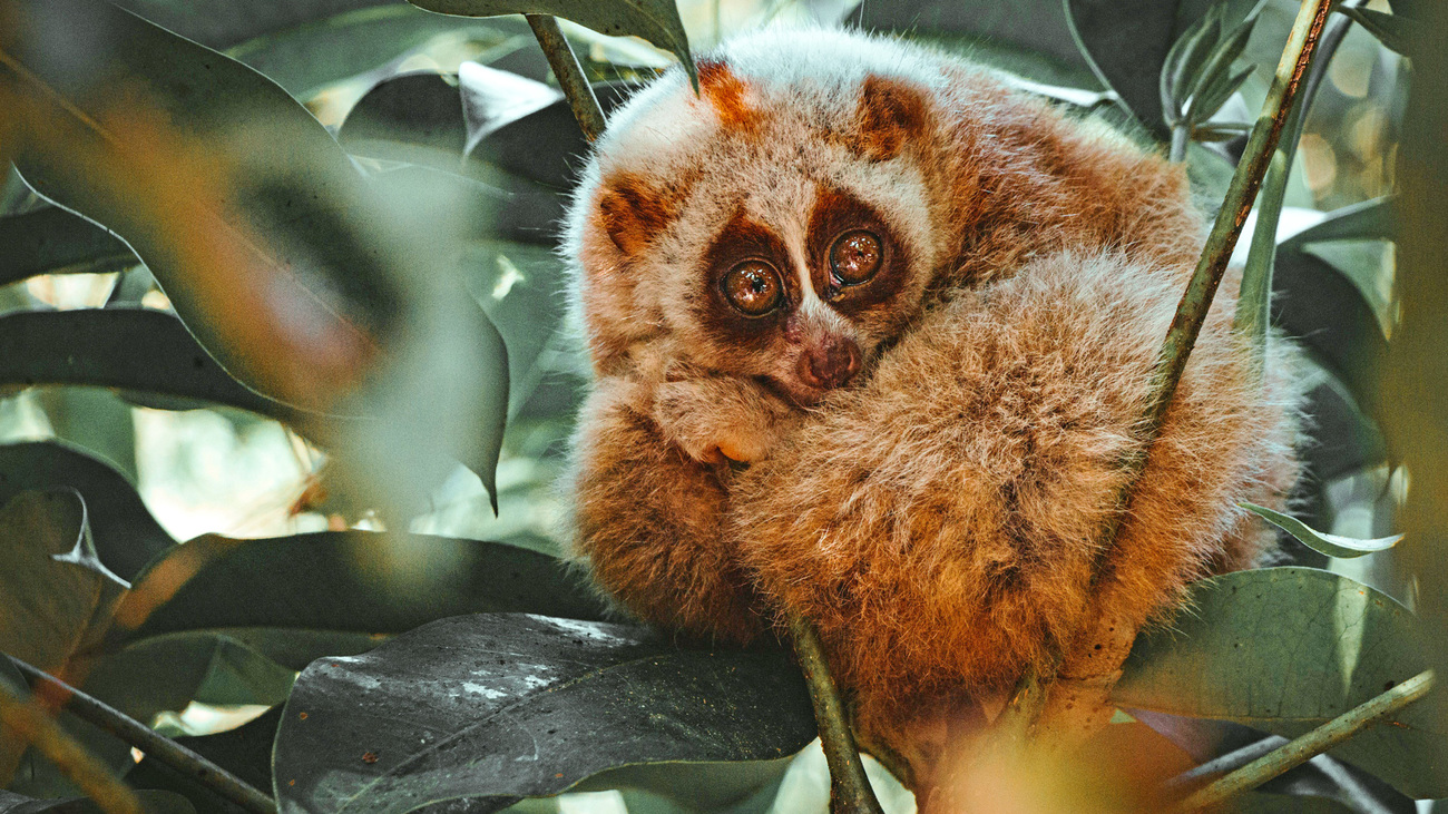 A slow loris among the leaves.