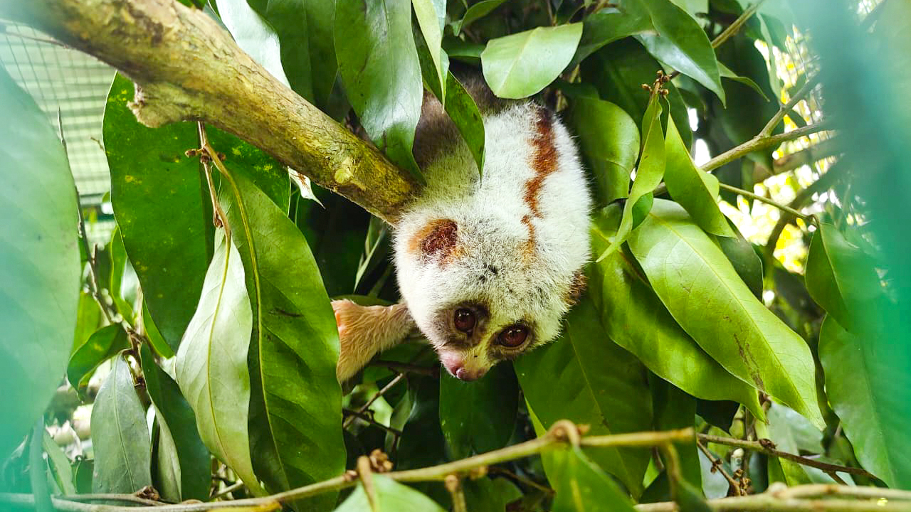 A slow loris in care at Wildlife Trust of India's Centre for Wildlife Rehabilitation and Conservation (CWRC).