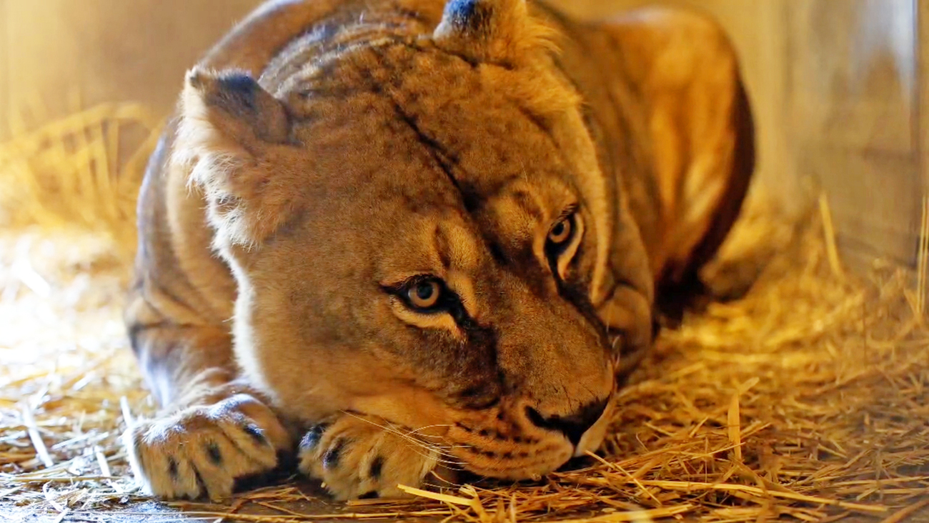 One of the female lions resting in her new home at Parc de l’Auxois in France.