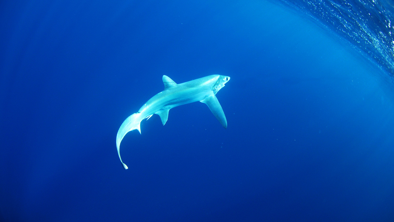 Bigeye thresher shark swimming in Atlantic Ocean off the coast of Florida.