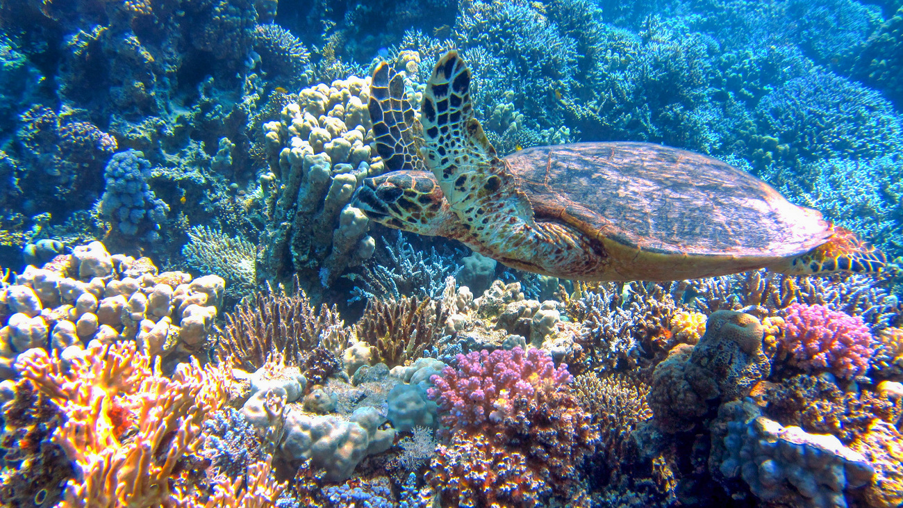 A Hawksbill turtle swimming through a coral reef.