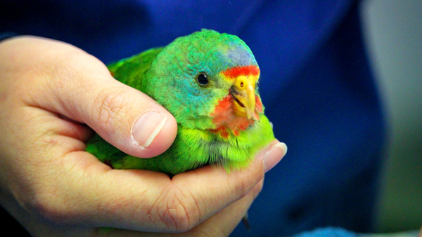 16 ways to help protect endangered species