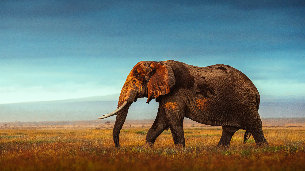 An elephant walking through Amboseli National Park, Kenya.