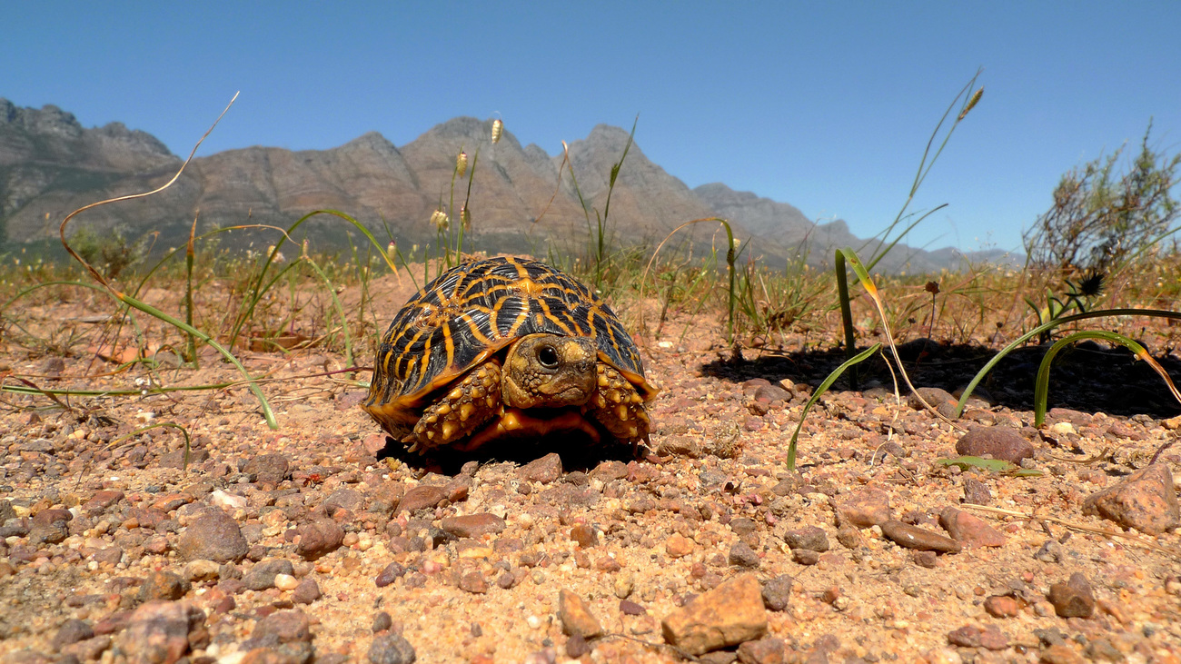 A geometric tortoise in the south Western Cape of South Africa.