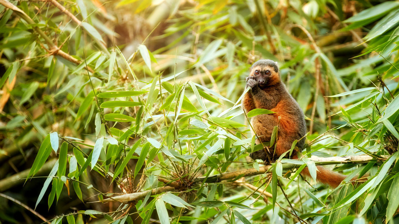 A golden bamboo lemur eating giant bamboo in the forest of Ranomafana National Park, Madagascar.