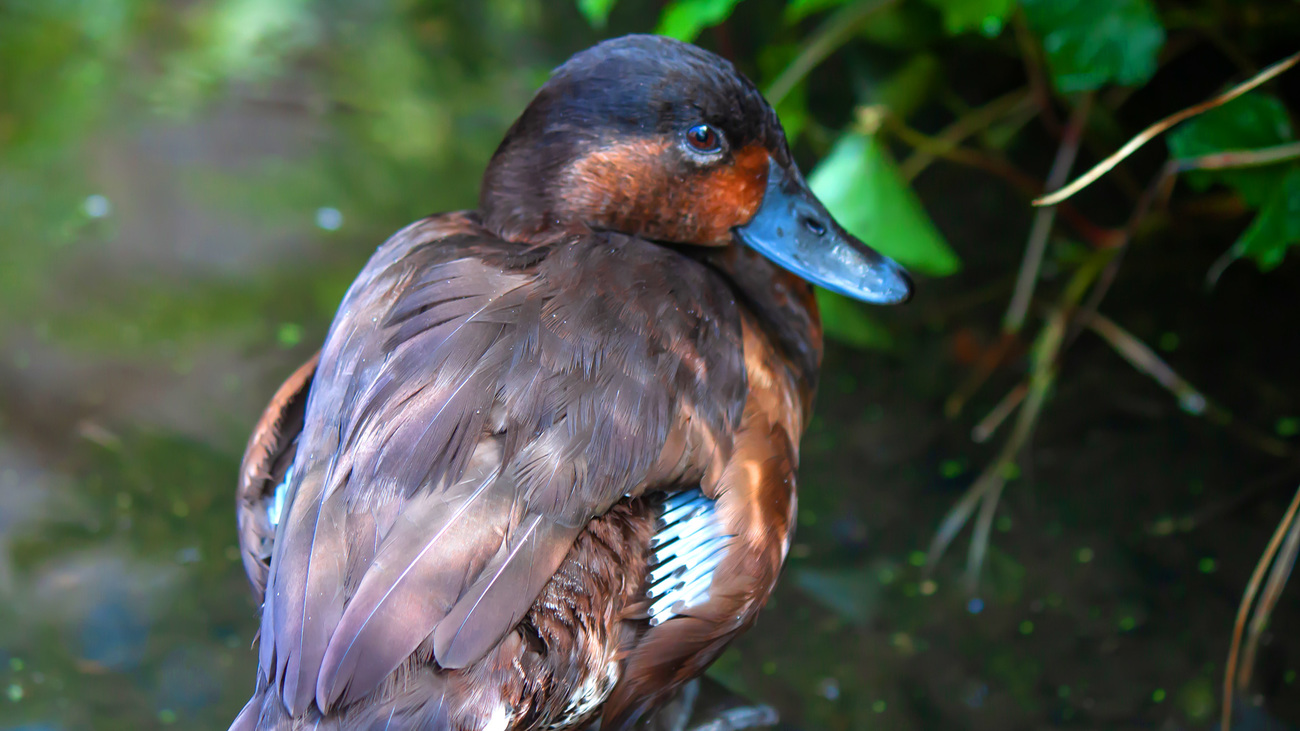 A Madagascar pochard near a pond.