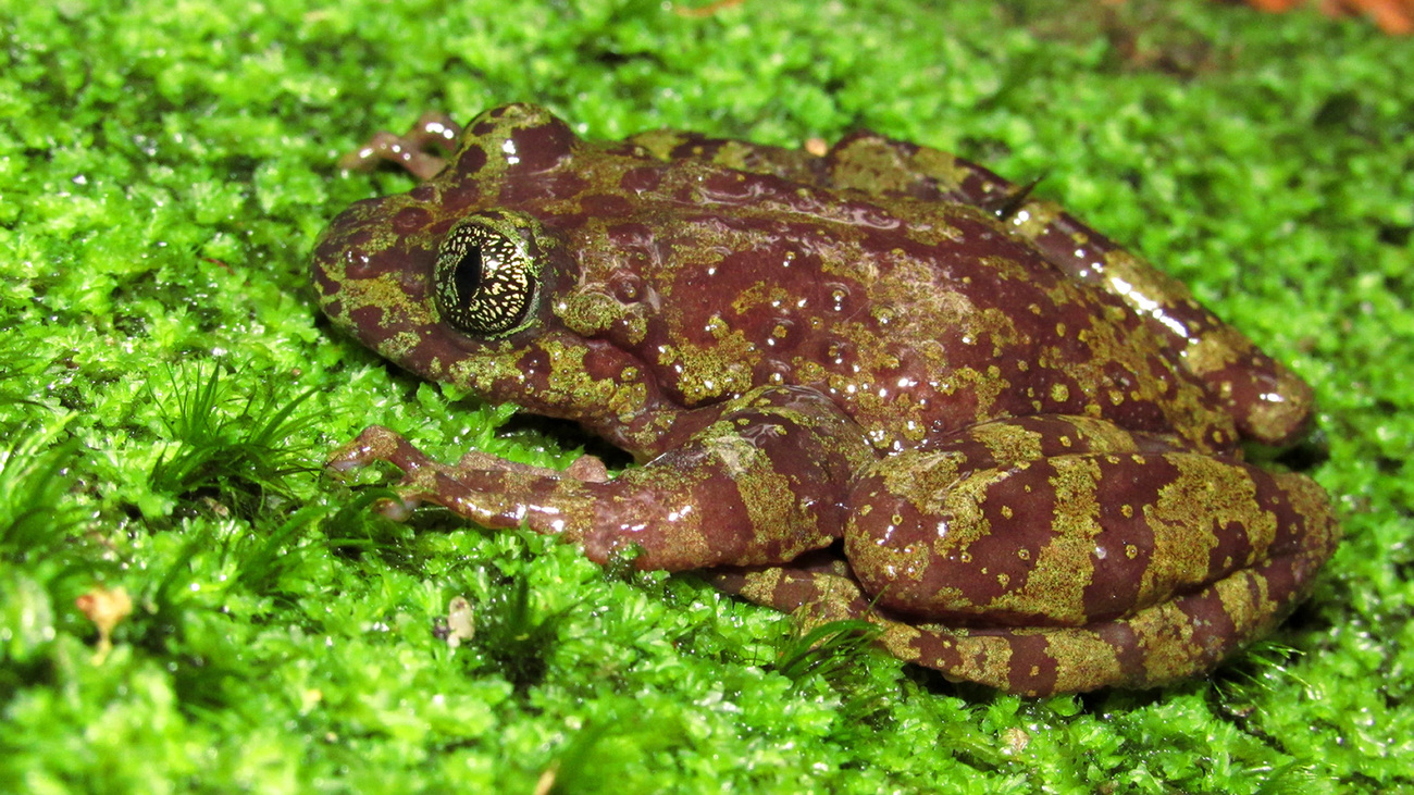 A Table Mountain ghost frog in the wild.