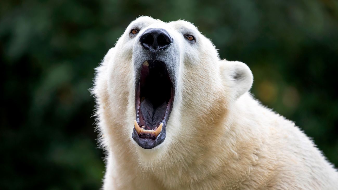 Close-up of a polar bear opening its mouth.