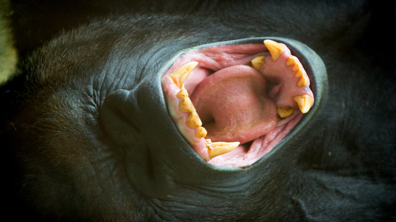 A yawning gorilla.