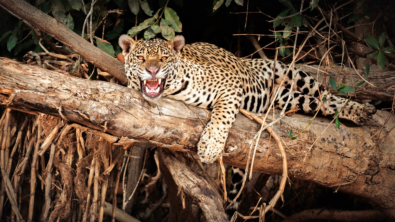 A jaguar sits on a branch with mouth wide open.