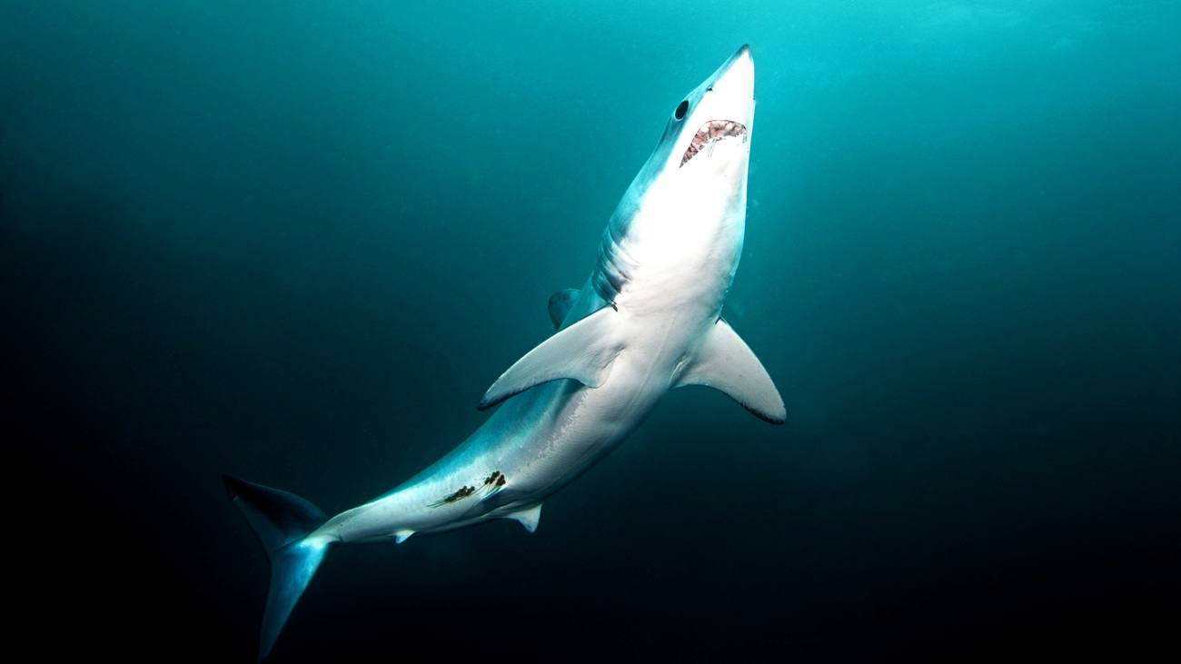 A shortfin mako shark shows its underside and teeth while swimming underwater off the coast of South Africa.