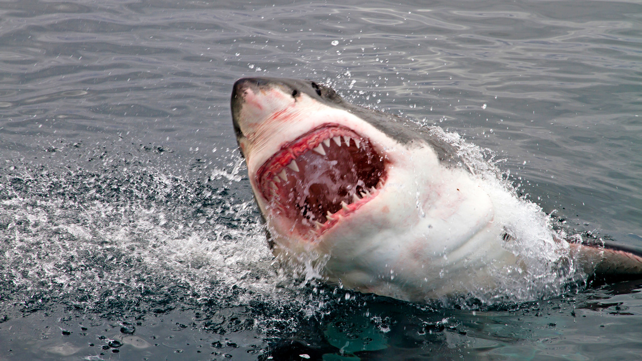 A great white shark jumps out of the water baring its teeth.