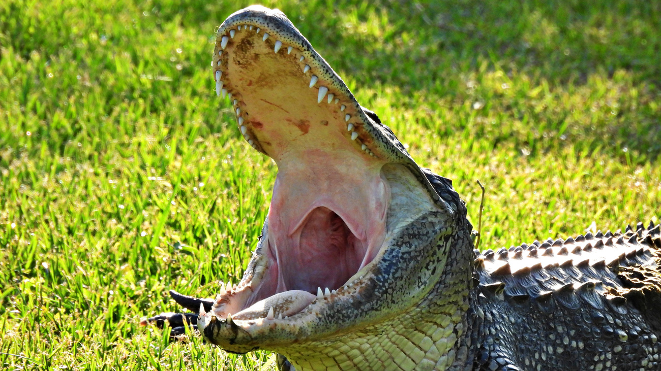 An American alligator in the grass with mouth open.