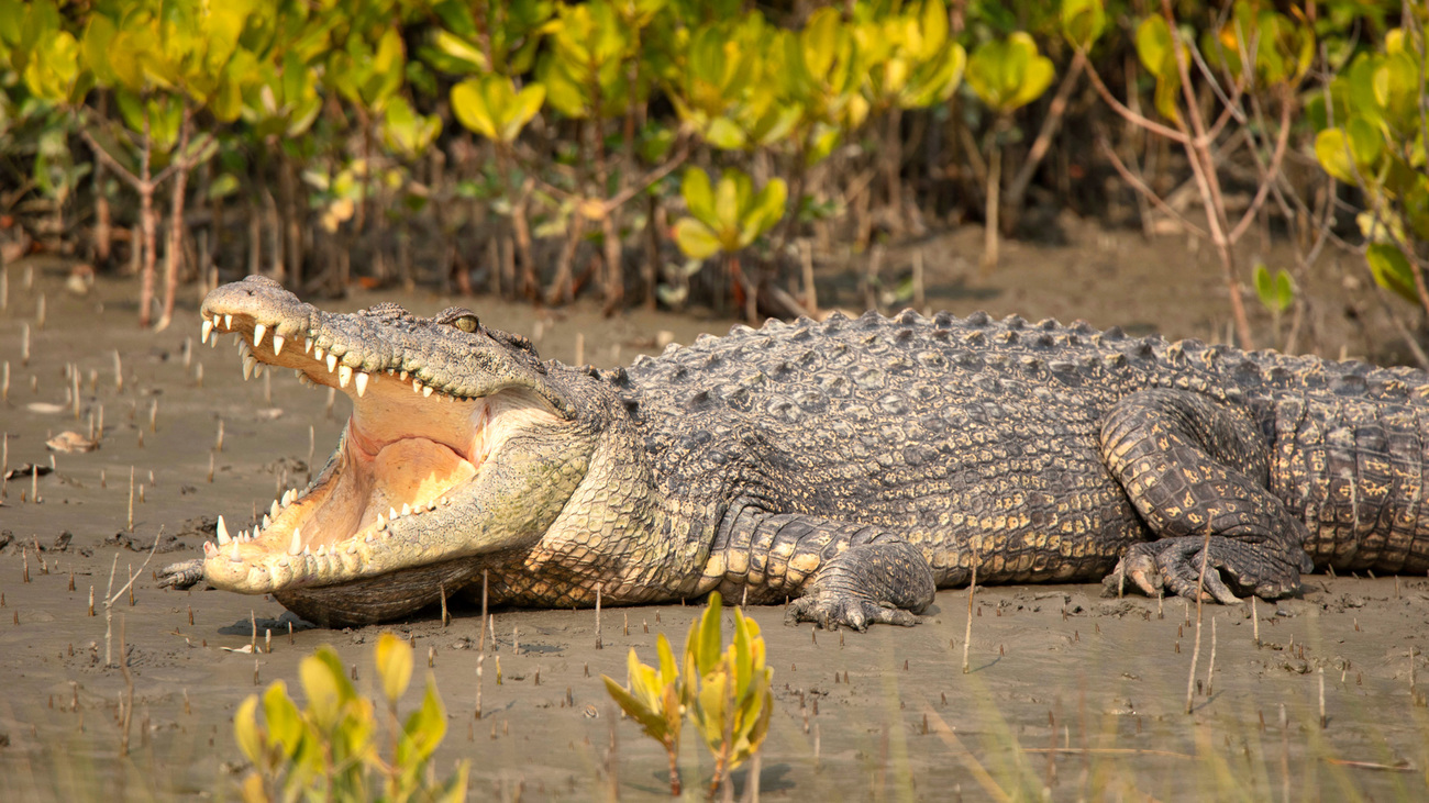 Saltwater crocodile with mouth open in Sundarbans, West Bengal, India.