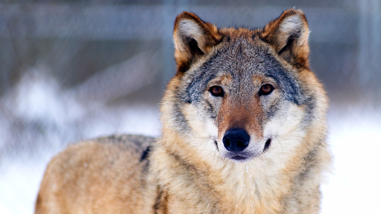  Dora the wolf doing well at White Rock Bear Shelter.