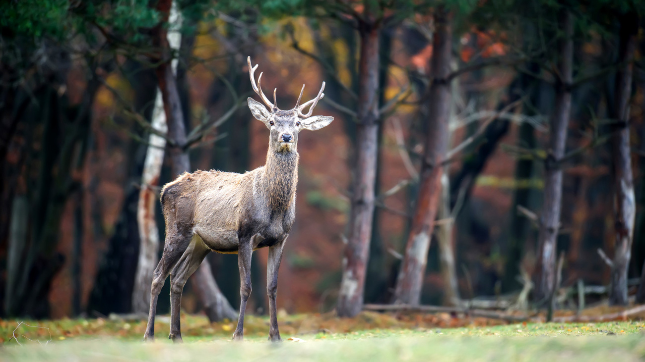 A red deer rescued and cared for by Eco-Halych and partners, before being released in a newly established nature reserve in the Kasova Hora area in western Ukraine.