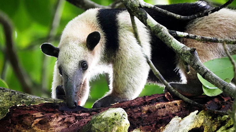 Anteaters: Facts, Habitat, & Conservation | IFAW