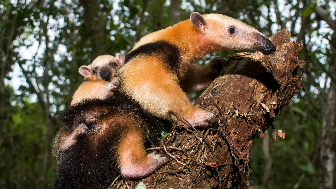 A southern tamandua carrying their young on their back in Guarapari, Espírito Santo, Brazil.