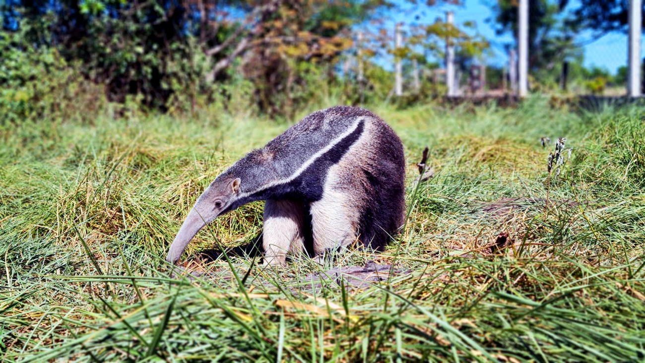 Joaquim the giant anteater in his soft enclosure.