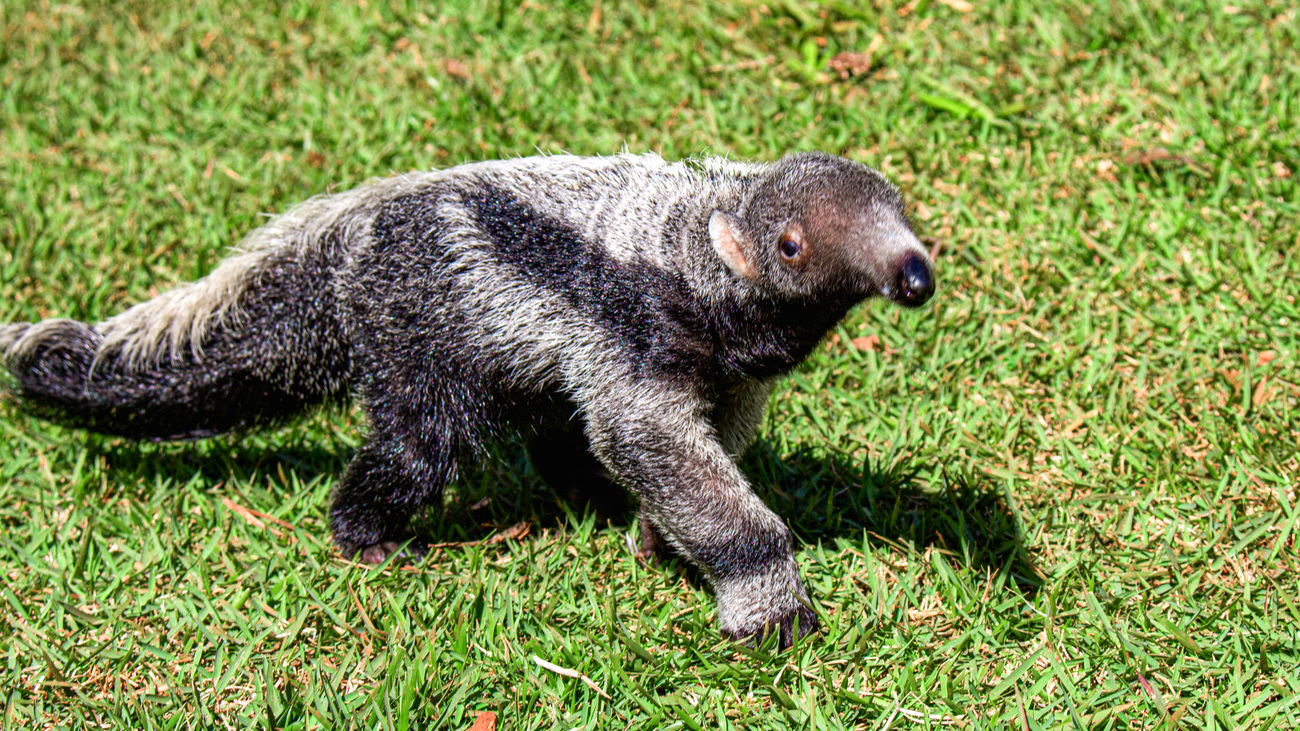 Venus the giant anteater in rehab at Instituto Tamandua.