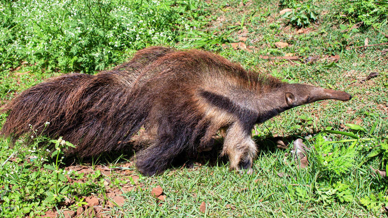 Toddy the giant anteater in rehab at Instituto Tamandua.