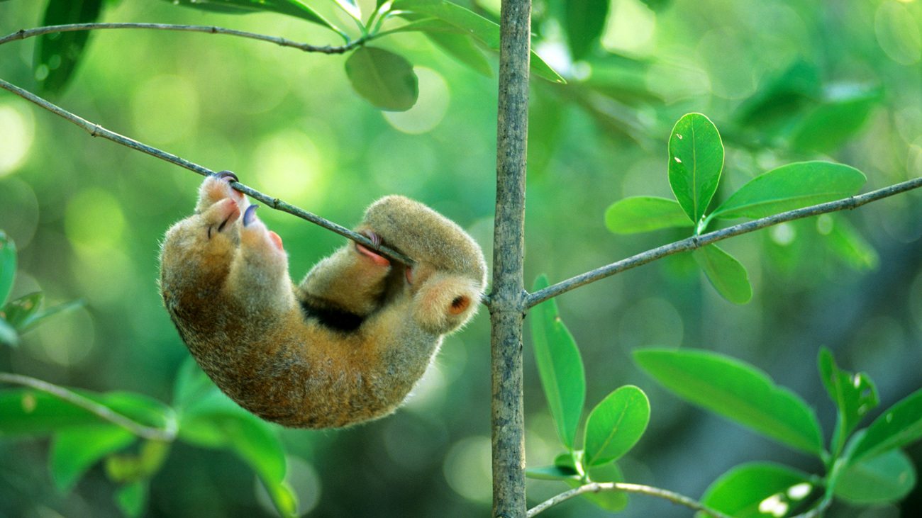 A sleeping silky anteater in the Caroni Swamp in Trinidad and Tobago.