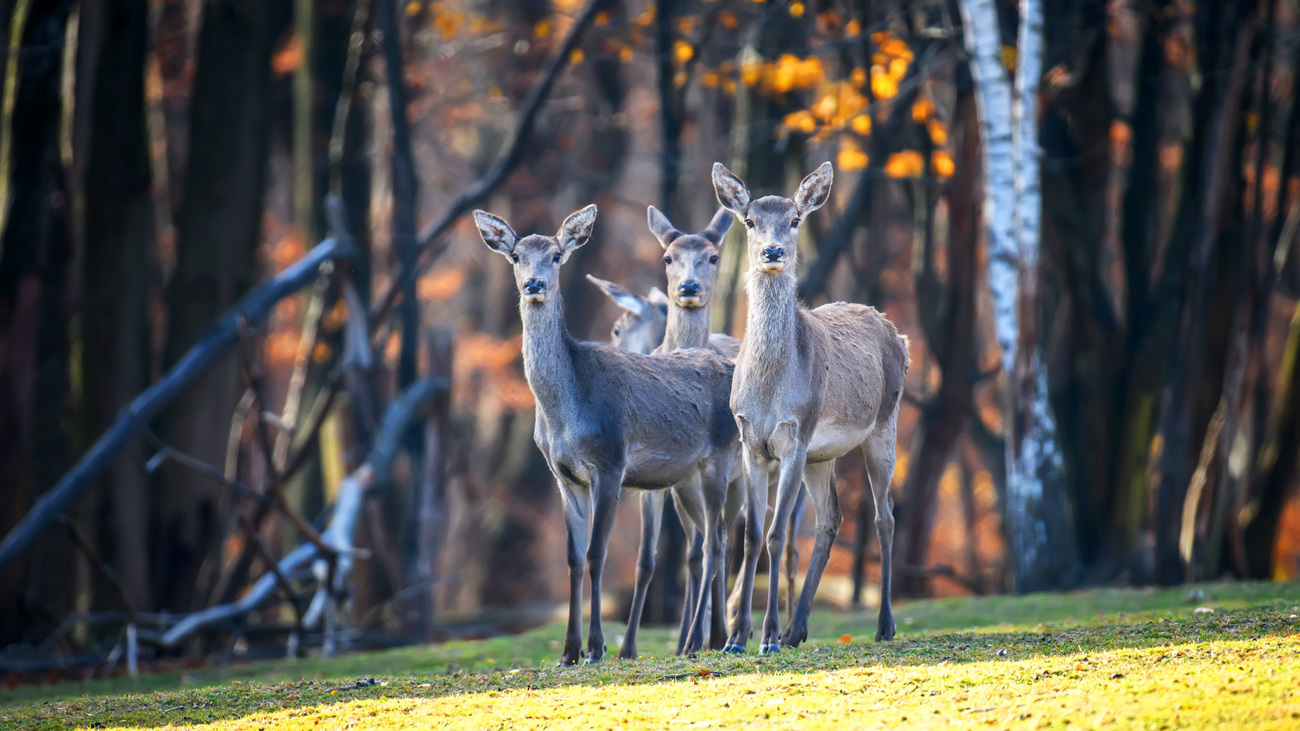 Rode herten gered en verzorgd door Eco-Halych en partners, voordat ze worden vrijgelaten in een pas opgericht natuurreservaat in het gebied van Kasova Hora in West-Oekraïne. 