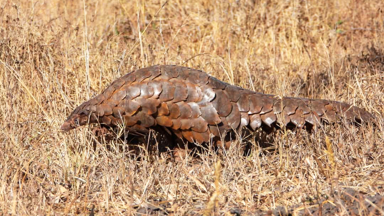 Een Temmincks schubdier in beslag genomen en weer vrijgelaten in het wild door IFAW in Zimbabwe.