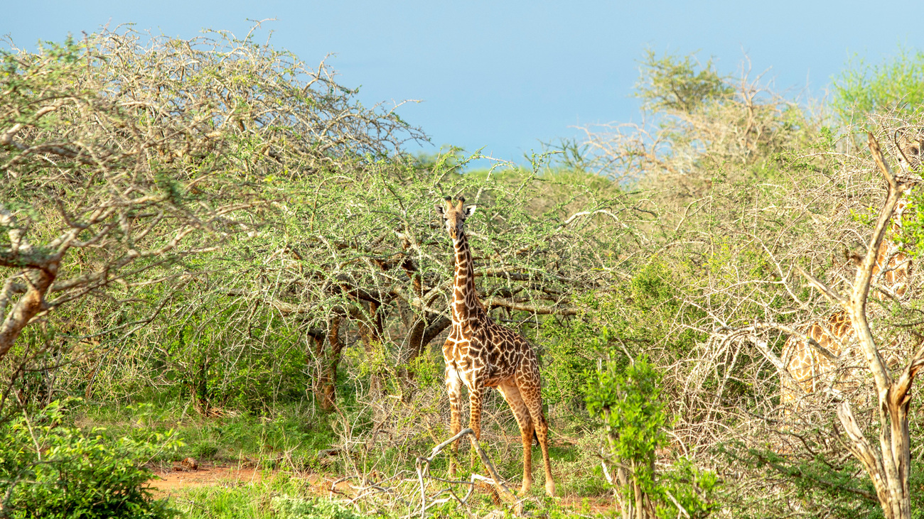 Giraffe at Mgeno Wildlife Conservancy, Mwatate, Kenya.