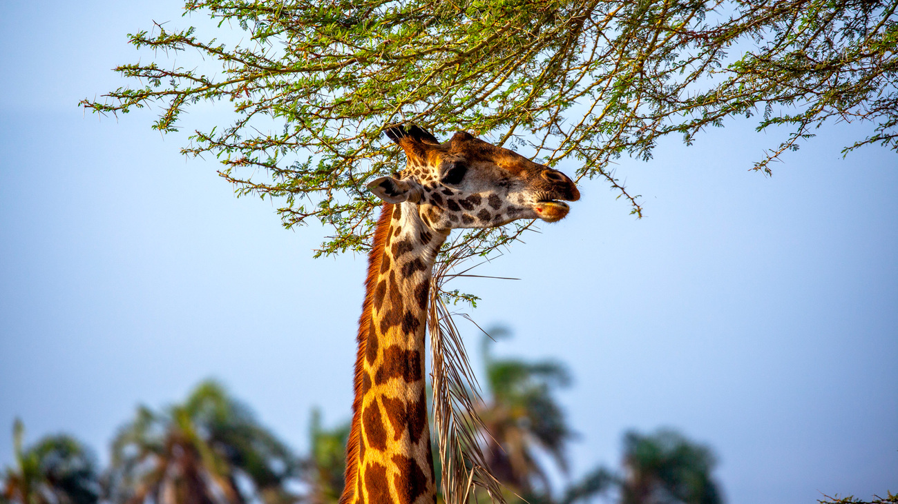 A giraffe grazing on trees in Amboseli National Park.