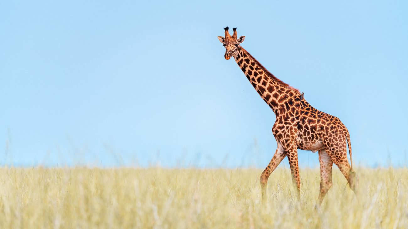 Giraffe in Amboseli National Park, Kenya.