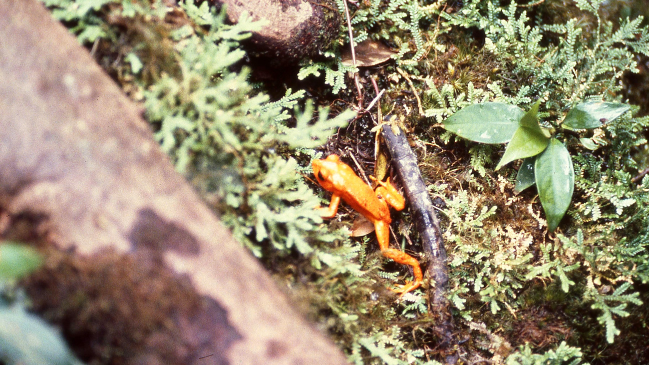 A golden toad spotted in Monteverde, Costa Rica, circa 1987.