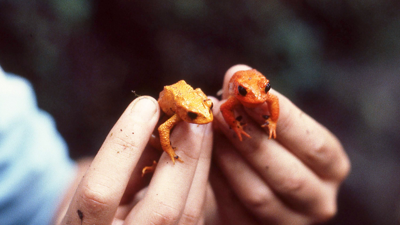 Male and female golden toads spotted in Monteverde, Costa Rica, circa 1987.