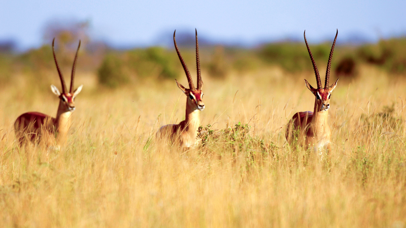 Grant's gazelles in Tsavo East National Park, Kenya.