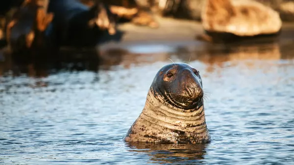 15 ways you can help protect the ocean and marine animals 