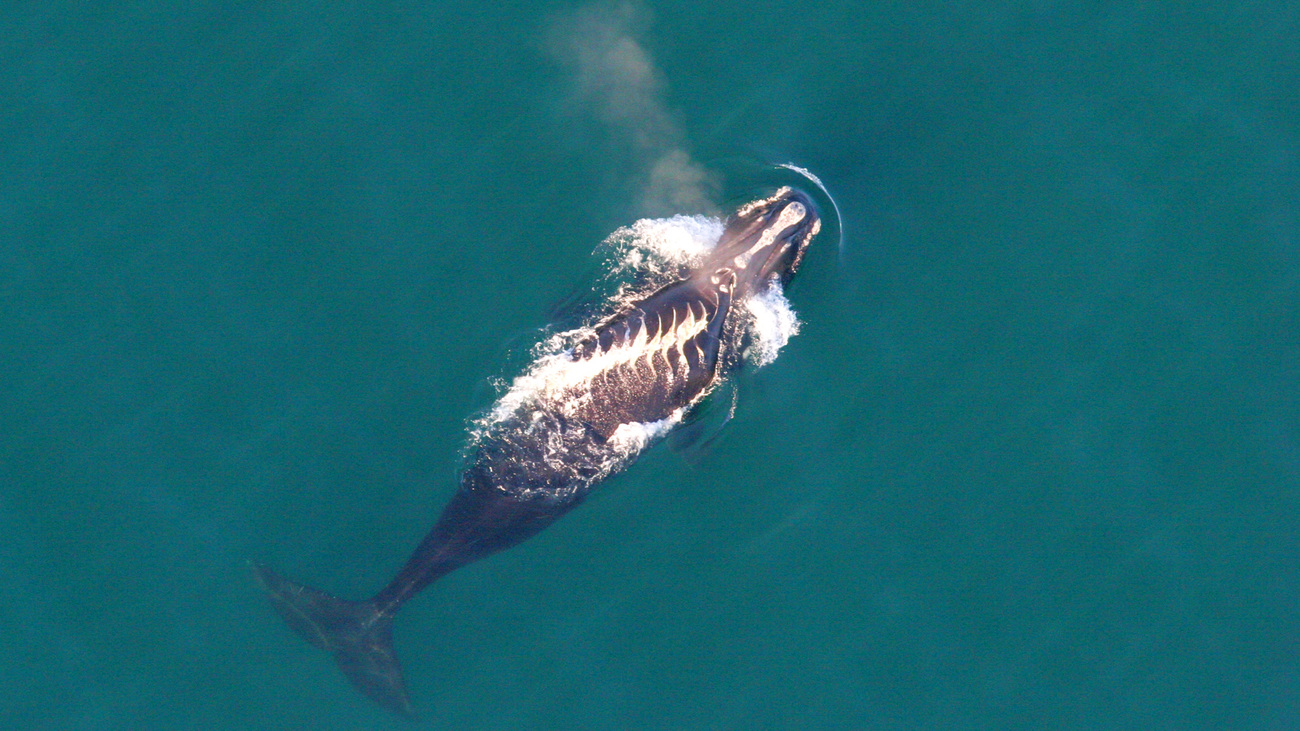 A North Atlantic right whale with propeller scars on its back.