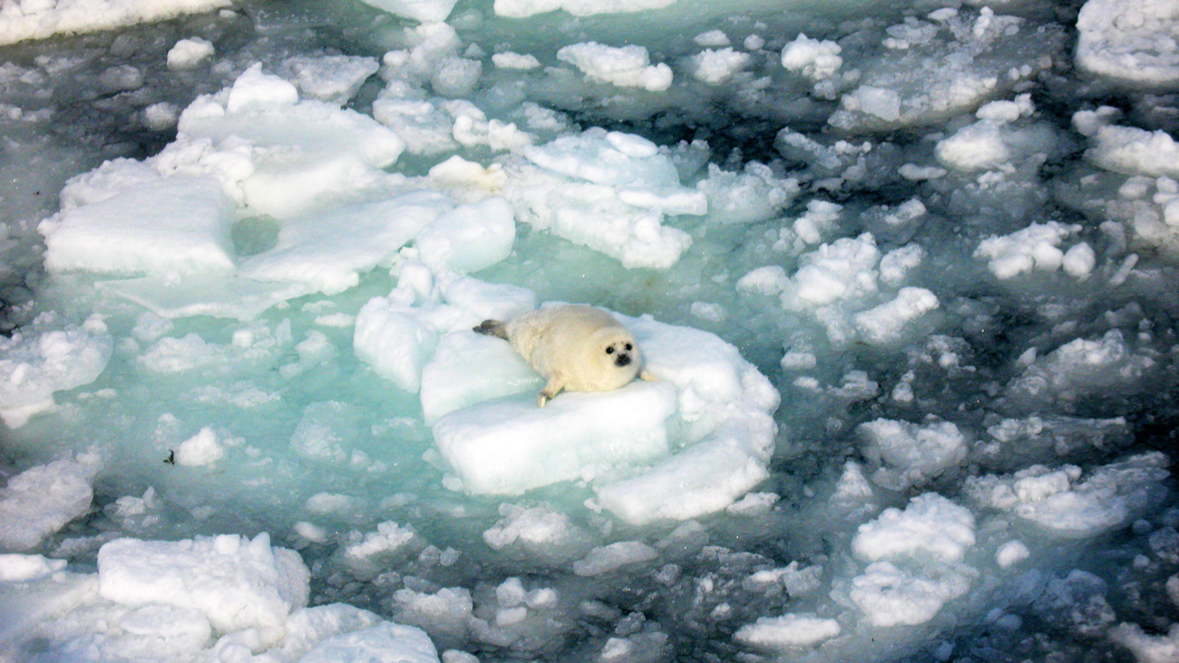 A harp seal on poor ice during unusually warm weather in the Gulf of St Lawrence, Canada.