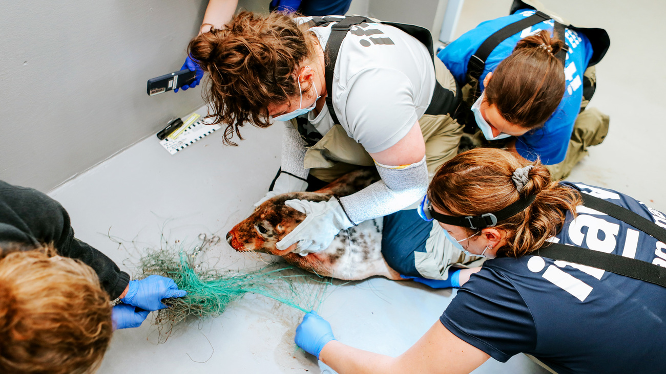 IFAW MMR responders carefully cut line off of an entangled gray seal.