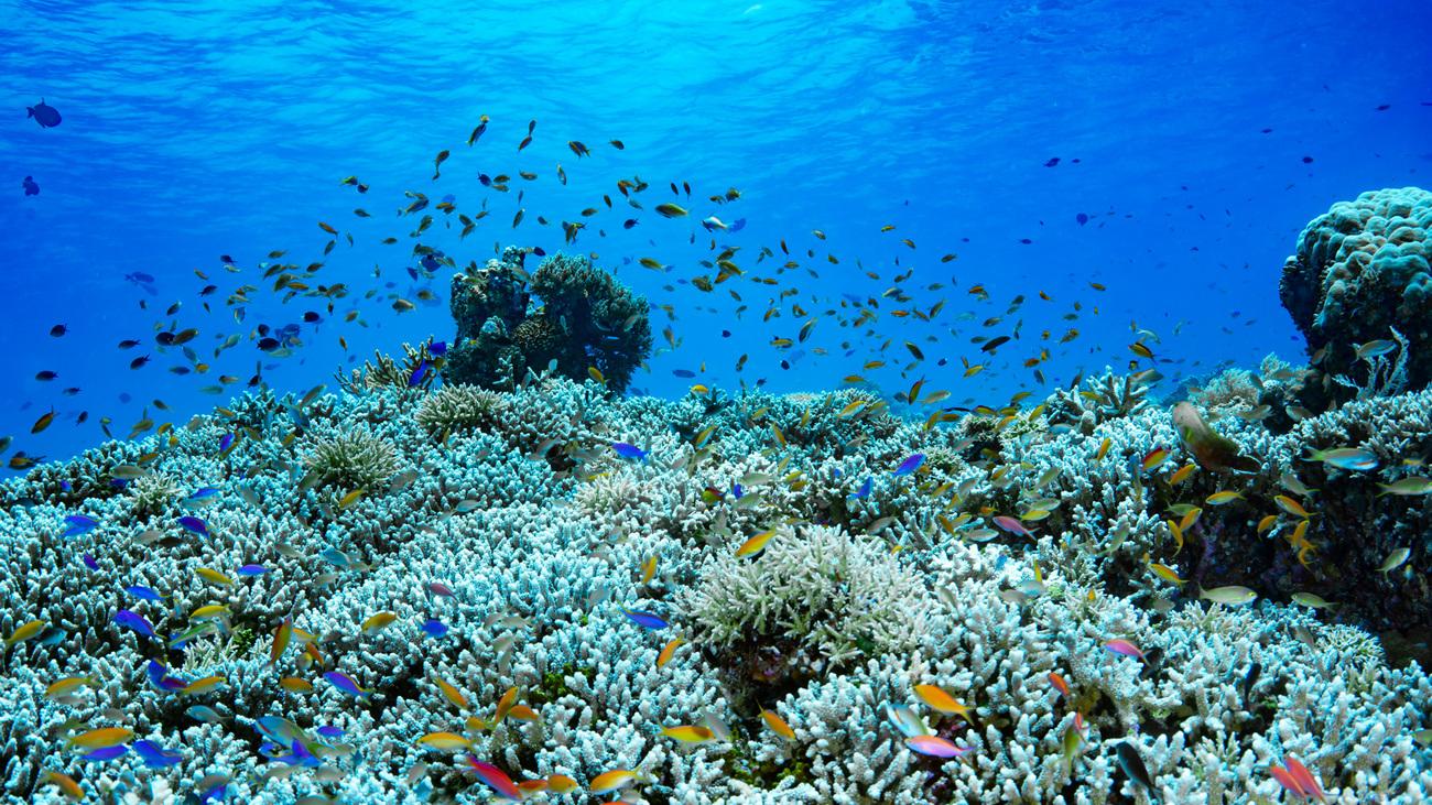 Coral in Tubbatah Reef in the Philippines.