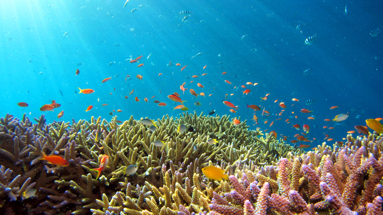 Coral reef off the coast of Okinawa, Japan.