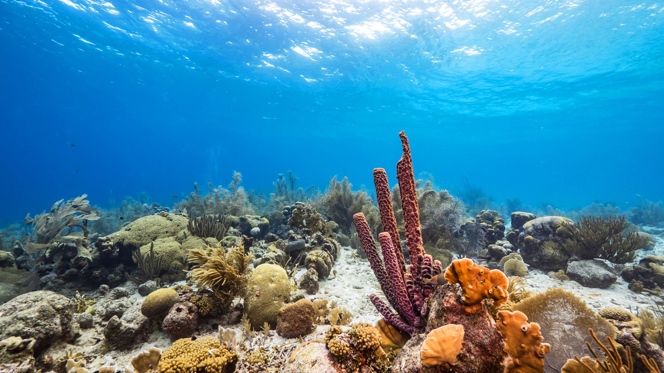 Coral in shallow water in the Caribbean Sea off the coast of Curaçao.