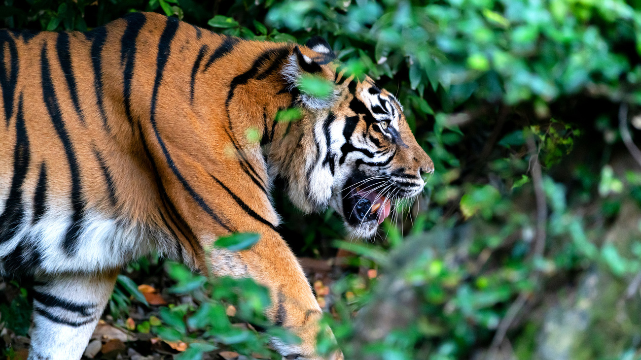 Sumatran tiger.