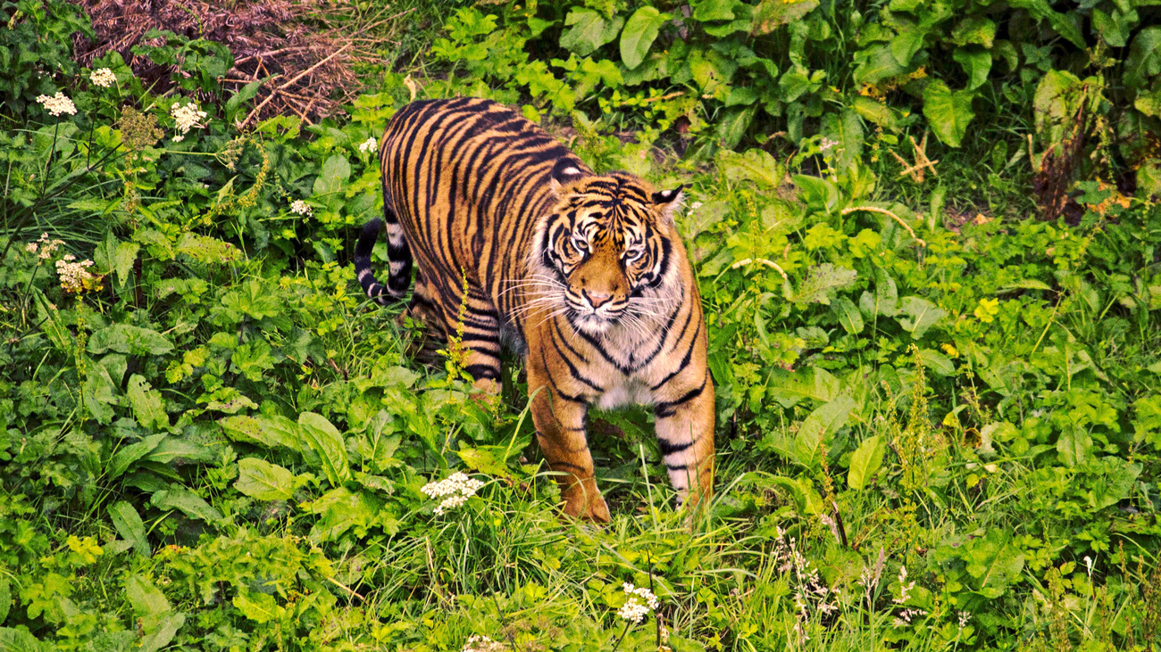 A Sumatran tiger steps out of the bush.