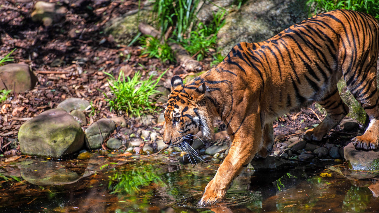 A Sumatran tiger.