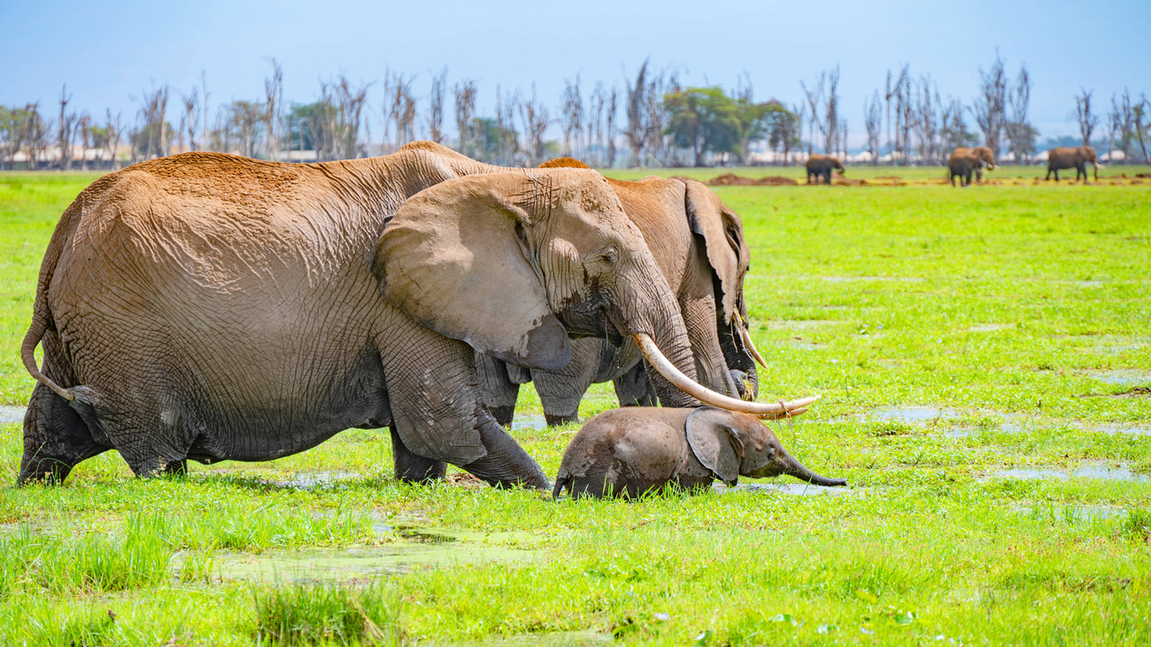 Elephants in Amboseli National Park, Kenya.