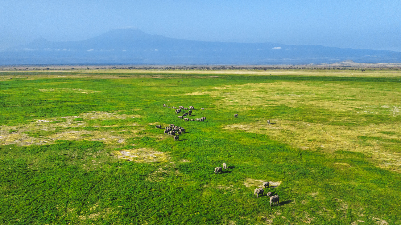 Eine Elefantenherde im offenen Grasland mit dem Kilimandscharo im Hintergrund, Amboseli-Nationalpark (Kenia). 