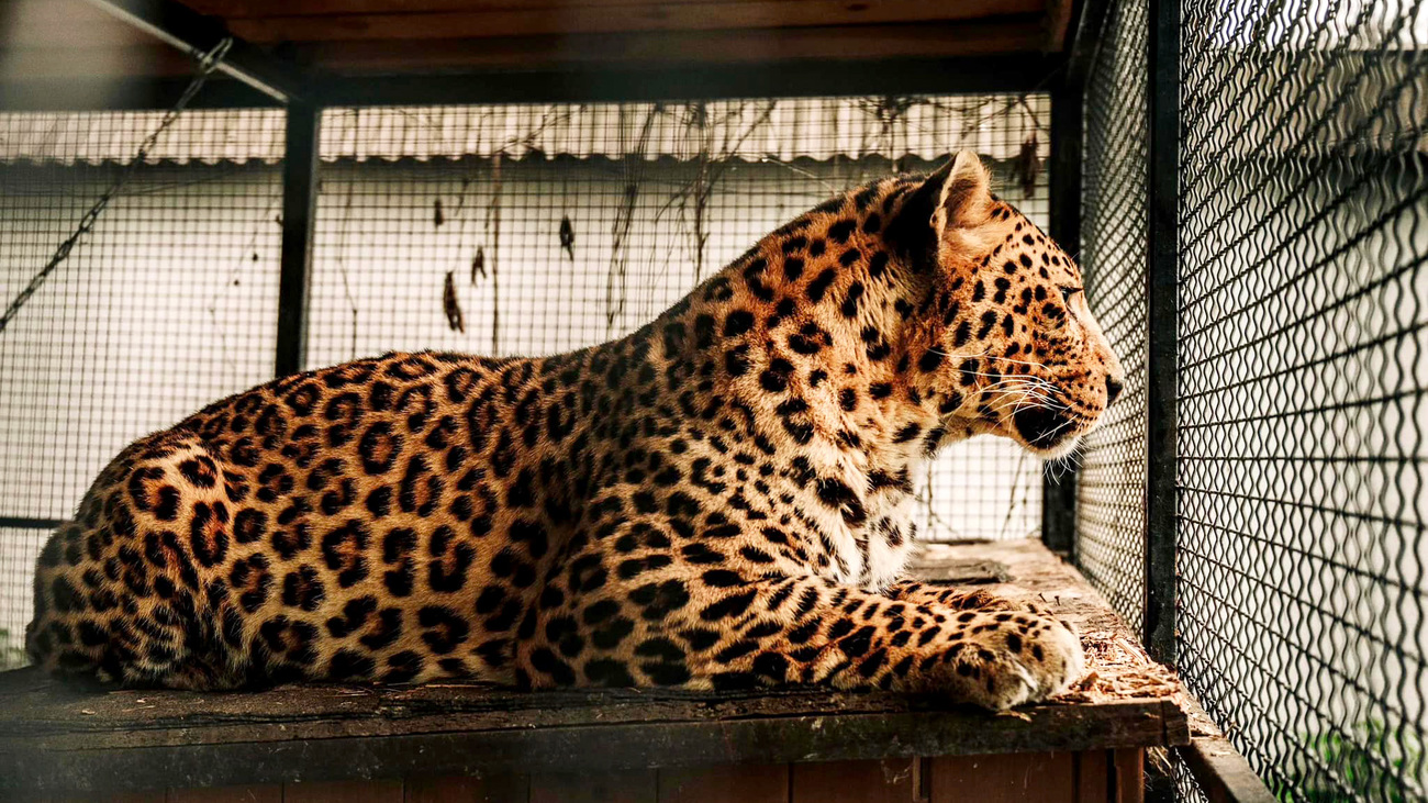 Brave in het opvangcentrum van Wild Animal Rescue in Oekraïne